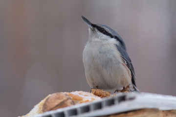 Nuthatch sits on a manger in a winter park. Birds