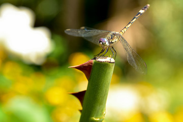 dragonfly on a branch