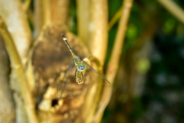 dragonfly on a branch