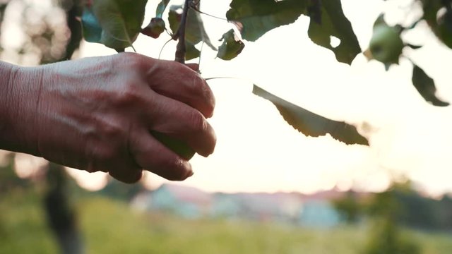 Shot woman hands stretches and breaks apples on the branch agriculture food fresh fruit garden nature summer tree harvest health organic sun vitamins leaf plant growth eat farm sunlight slow motion
