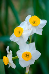 daffodils on green background