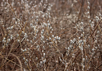 Fototapeta premium 겨울 수양버들