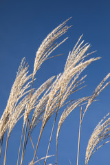 Wheat Against a Clear Blue Sky