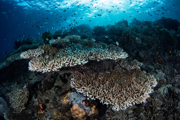 Naklejka na ściany i meble Beautiful Coral Reef in Raja Ampat, Indonesia.