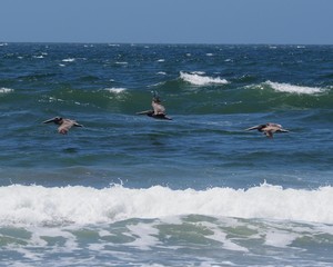 Fototapeta premium Brown pelicans fly over Pacific Ocean