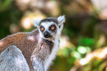 Gray and red lemur with orange eyes sitting on a branch with green trees in the background.