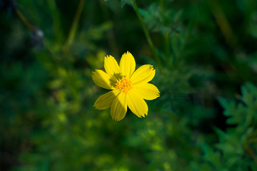 yellow flower