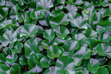 Lotus leaves. Nature background.
