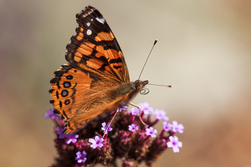 painted lady
