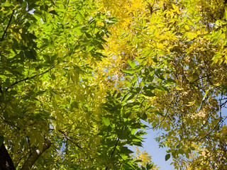 Autumn yellow and green leaves of trees against a blue sky. Cityscape