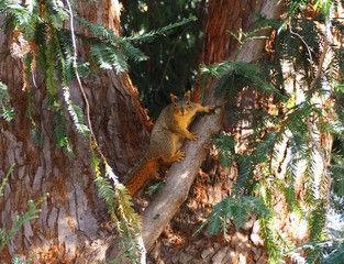 Squirrel,  Diamond Park