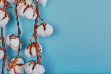 Flat lay of feminine light blue background with branch of cotton flower. Can be greeting card and design element. Top view, copy space.