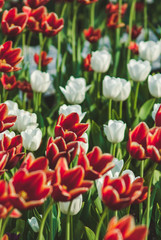 Fototapeta premium Red and white flowers tulips field. Selective focus macro shot with shallow DOF