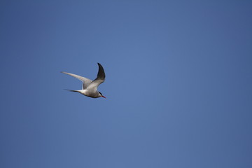 Fototapeta na wymiar Arctic Tern, Sterna paradisaea, flying around searching for food