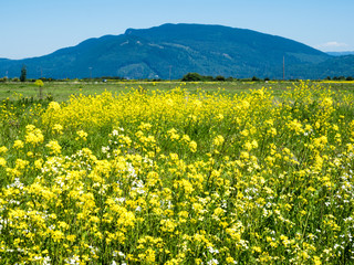 Fototapeta premium Summer in Skagit Valley, WA, with canola flowers blooming on the fields