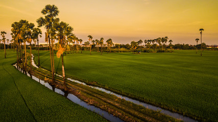 Landscape Sugar palm  trees  and Rice field
