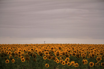 Obraz premium campo de girasoles con cielo gris 
