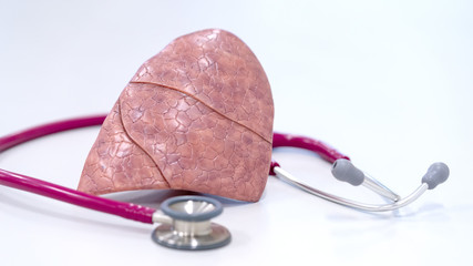 Human lung model with stethoscope.