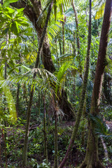 Palau  jungle