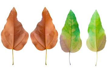 Blurred for background.Colorful autumn dry fall leaf isolated on white background.Clipping Path.