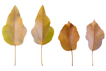 Colorful autumn dry fall leaf isolated on white background.Clipping Path.