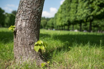 Spring meadow with big tree with fresh green leaves. Selective focus macro shot with shallow DOF