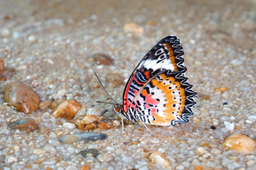 Fototapeta na wymiar Butterfly : Leopard lacewing butterfly (Cethosia cyane)(Male) is a species of heliconiine butterfly found from India to southern China and Indochina. Selective focus, blurred background and copy space