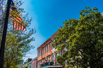 Green Trees Put out Fresh Spring Growth by the French Market in the French Quarter of New Orleans,...