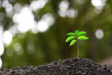 Green sprout growing out from soil on nature background