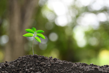 Green sprout growing out from soil on nature background