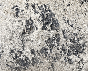 Gray rough cement wall backgrounds textured