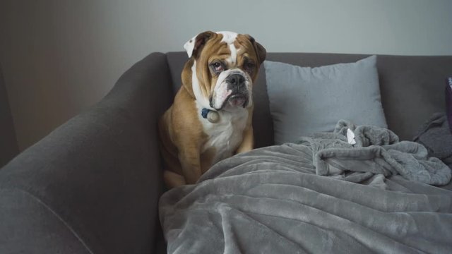 A young English Bulldog pup sits alone on a grey couch with a grumpy face