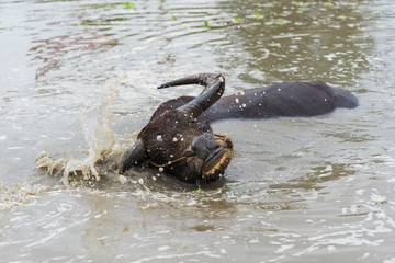 water buffalo playing water splashing in pond