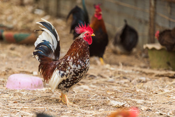 chicken resting in a farm