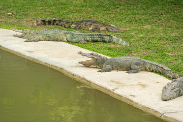 crocodile resitng