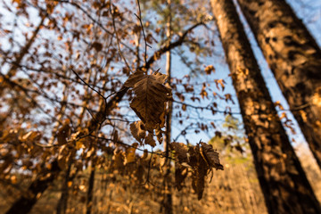 autumn leaves on tree