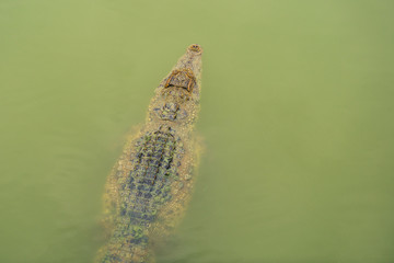 crocodile swimming in water