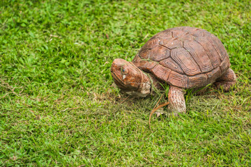 turtle resting in garden