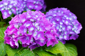 雨上がりのアジサイ　水滴