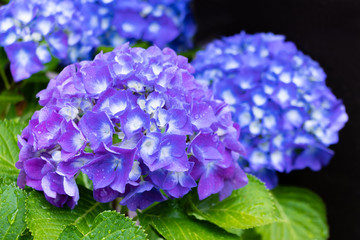 雨上がりのアジサイ