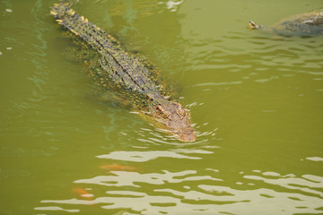 crocodile swimming in water