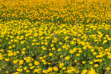 marigold flower in farm