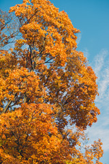 Fototapeta na wymiar Autumn orange vivid mapple tree leaves with the blue sky background
