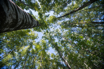 Looking up in Forest - Green Tree branches nature abstract