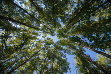 Looking up in Forest - Green Tree branches nature abstract