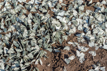 Large flock of Aporia crataegi the black-veined white family Pieridae on the ground. Invasion pest and crop destruction agricultural harvest.