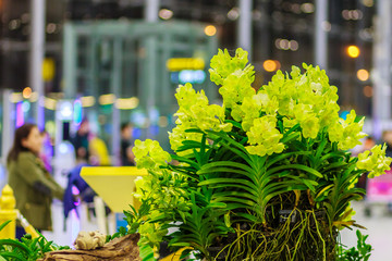 Beautiful Yellow Ascocenda orchids flowers decorated at Suvarnabhumi airport, Bangkok, Thailand....