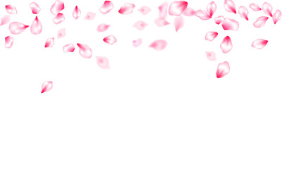 Spring blossom isolated petals flying