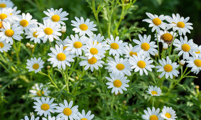 Fototapeta premium white Daisy flower garden