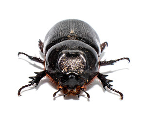 Closeup shot of Female Rhinoceros beetle isolated on white background,Xyloryctes jamaicensis.